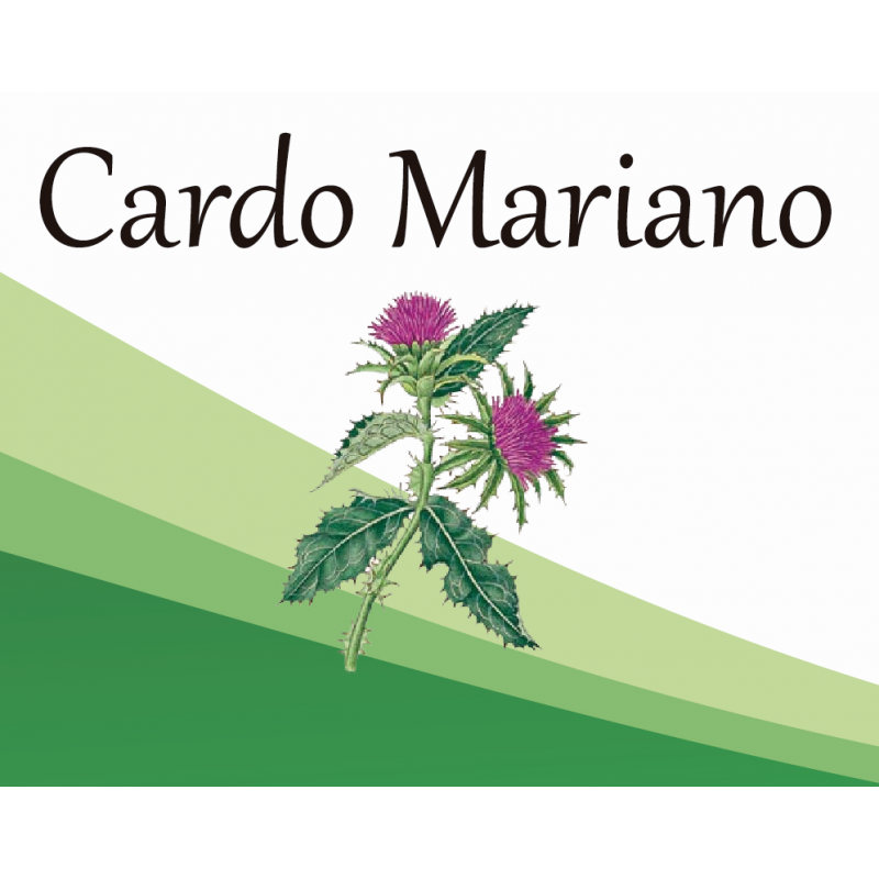 Cardo Mariano EF