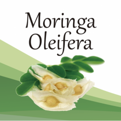 Compra Moringa Oleifera en Saüc Salut