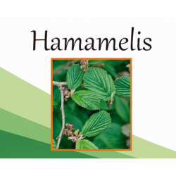 Hamamelis