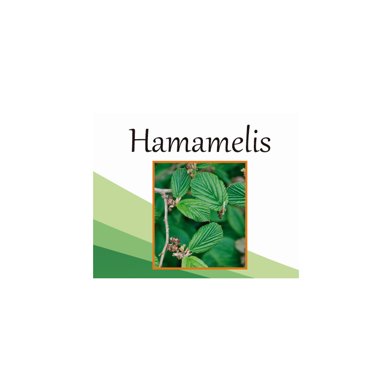 Hamamelis