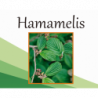 Hamamelis