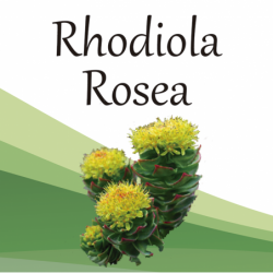 Compra Rhodiola en Saüc Salut