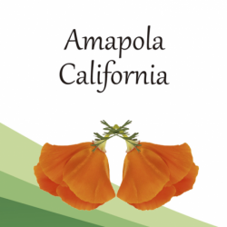 Compra Amapola de California en Saüc Salut