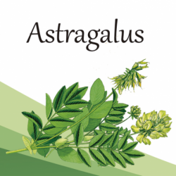 Compra Astragalus en Saüc Salut