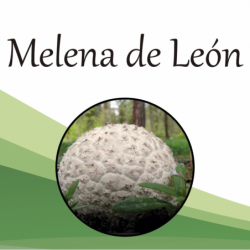 Compra Melena-de-León en Saüc Salut