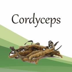 Compra Cordyceps en Saüc Salut