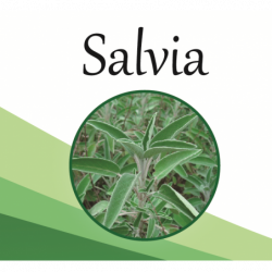 Compra Salvia en Saüc Salut